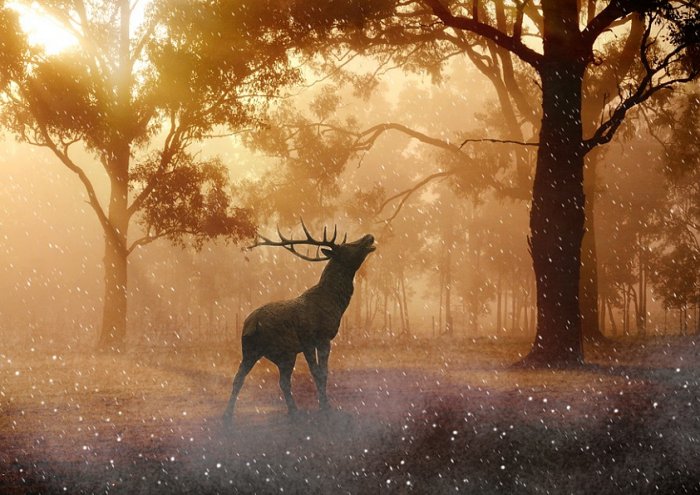 Hirsch Wild Antler Nature Forest Wild Animals
